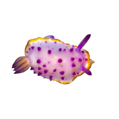 Mexichromis mariei